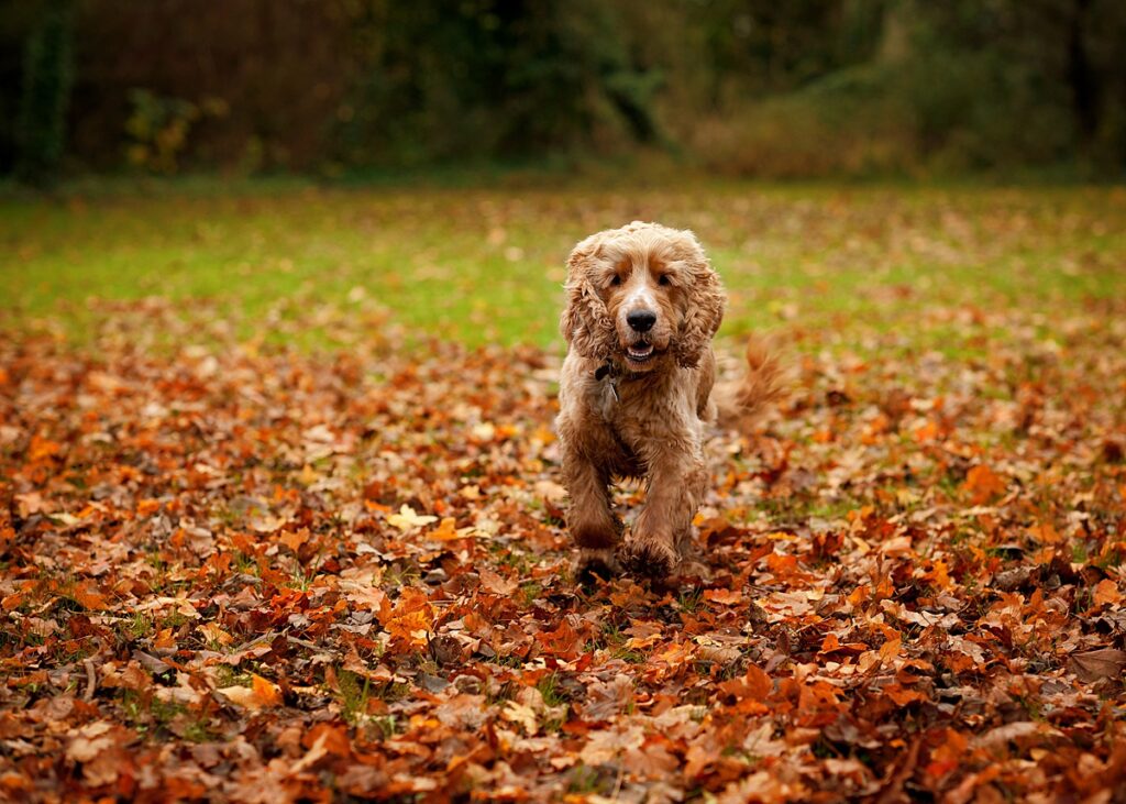 autumn family photoshoot reading berkshire
