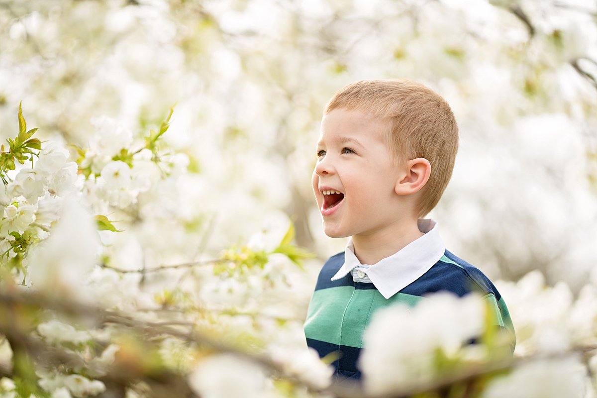 A photo portrait of a happy boy smiling among the apple blossoms during a spring family photo shoot
