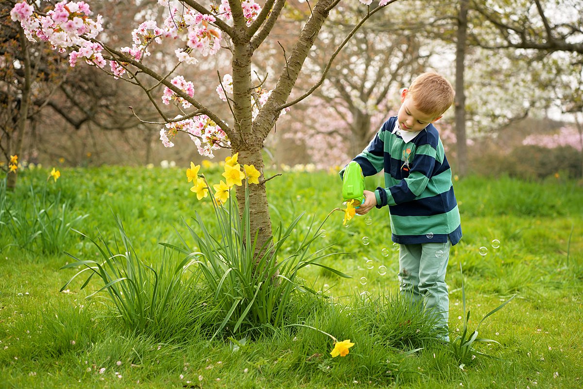 Whimsical portrait of a boy watering daffodils near a cherry tree, captured during a spring family shoot